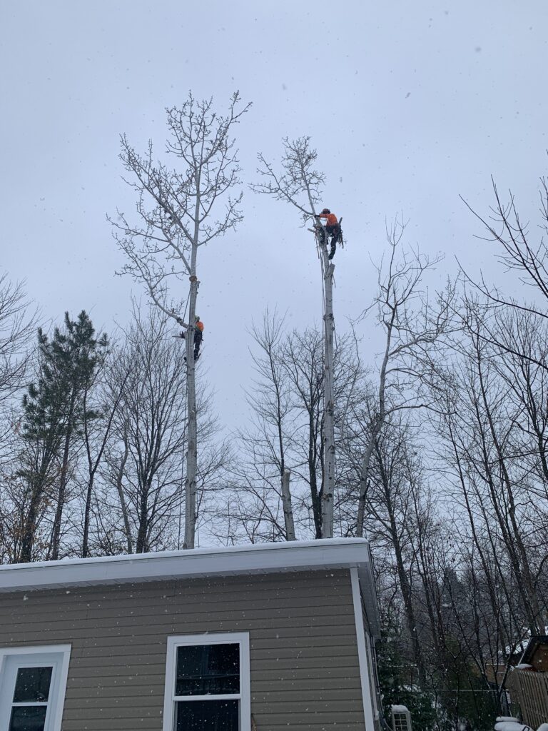 Poplar tree removals in Limoges, Ontario