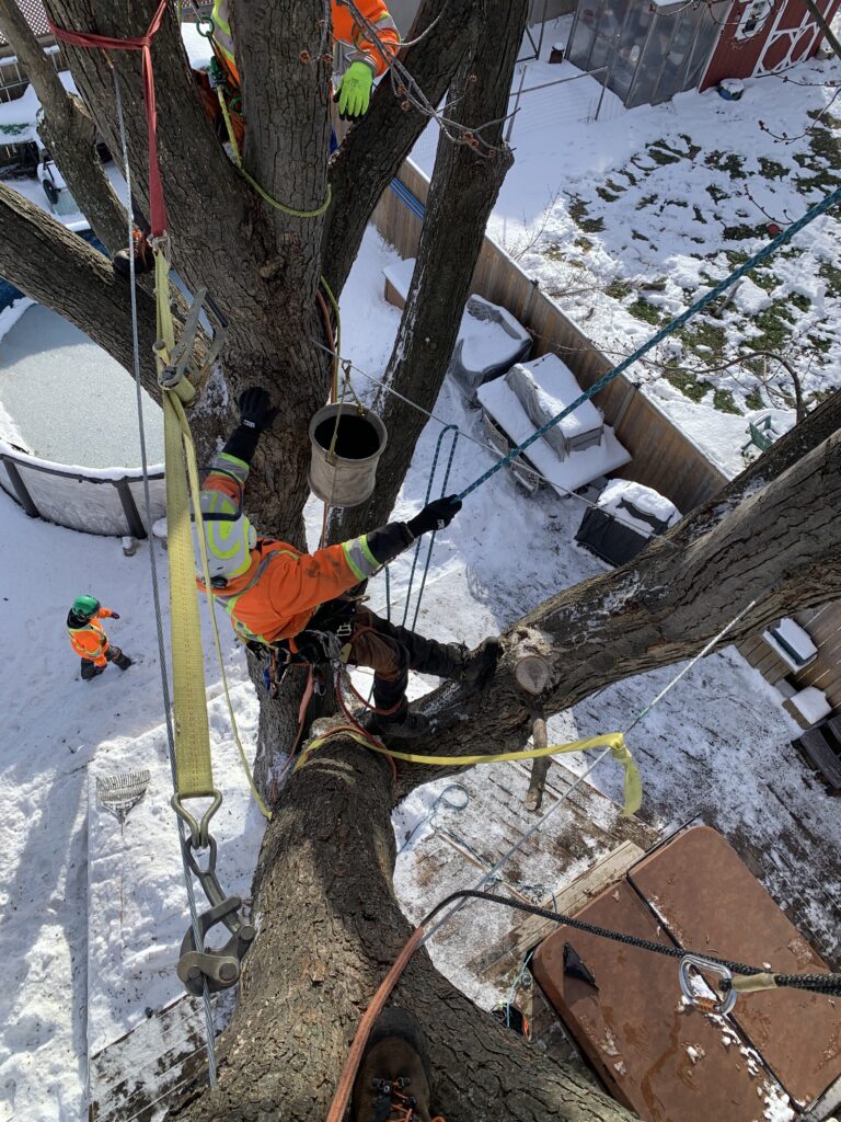 Tree cabling Granada, Orleans ON